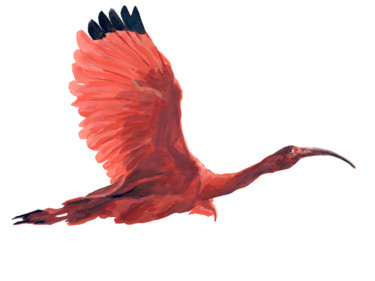 Peinture intitulée "ibis-rouge.jpg" par Pascal Cerchiario, Œuvre d'art originale, Gouache
