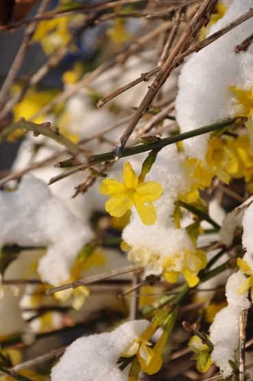 Photographie intitulée "jasmin d'hivers" par Dominique Chagny, Œuvre d'art originale