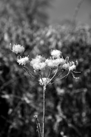 Photography titled "Ombellifère" by Dominique Chagny, Original Artwork