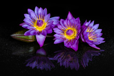 Photography titled "Blossoming Beauties" by Chaminda Jayasekara, Original Artwork, Digital Photography Mounted on Other rigi…