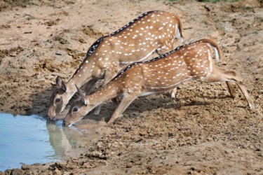 Photography titled "Sharing is Caring" by Chaminda Jayasekara, Original Artwork, Digital Photography Mounted on Other rigid…