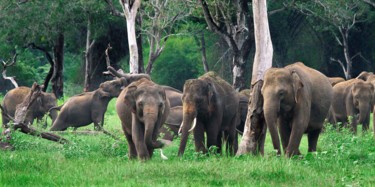 Fotografia zatytułowany „Battle for Supremacy” autorstwa Chaminda Jayasekara, Oryginalna praca, Fotografia cyfrowa Zamontowa…