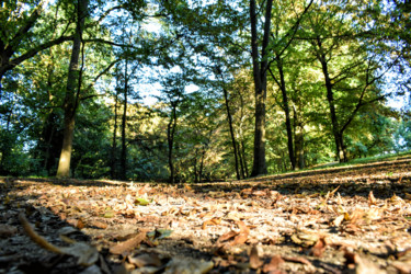 Photographie intitulée "Parc de l'hermitage" par B.Chancelvie, Œuvre d'art originale, Photographie numérique