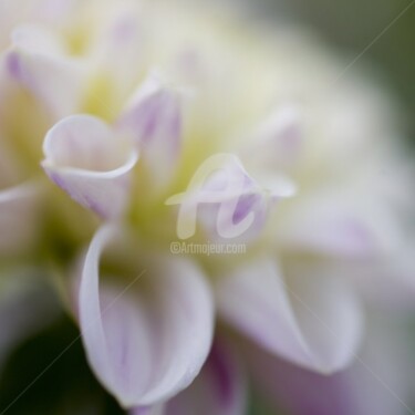 Photographie intitulée "Parfum de blanc" par Chantal Gagné, Œuvre d'art originale