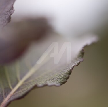 Photographie intitulée "Vaporeux" par Chantal Gagné, Œuvre d'art originale