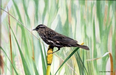 Painting titled "Female Redwing Blac…" by Chul Hong Park, Original Artwork