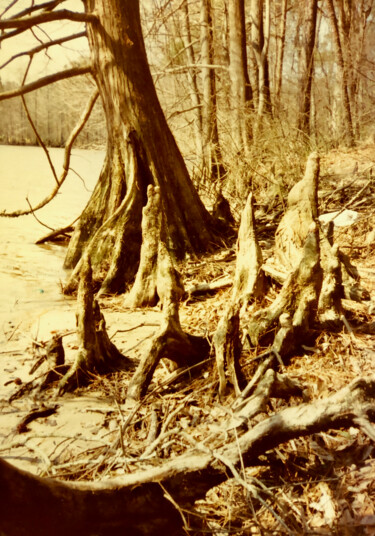 Photography titled "Cypress Shore" by Charlotte Daigle, Original Artwork, Digital Photography