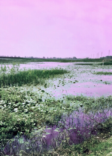 Fotografie getiteld "Lilac Marsh" door Charlotte Daigle, Origineel Kunstwerk, Digitale fotografie