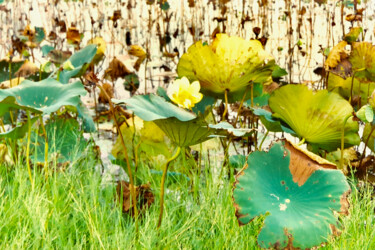 Photographie intitulée "Lillies of the Marsh" par Charlotte Daigle, Œuvre d'art originale, Photographie numérique