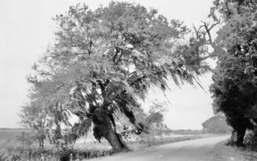 Photographie intitulée "Bayou Winds" par Charlotte Daigle, Œuvre d'art originale, Photographie numérique