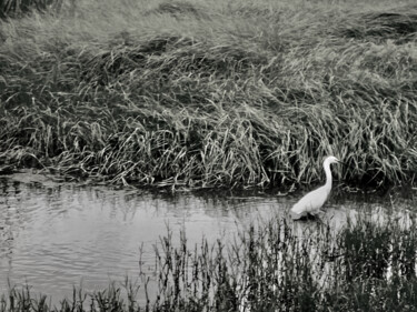 Photographie intitulée "A Marsh Life" par Charlotte Daigle, Œuvre d'art originale, Photographie numérique