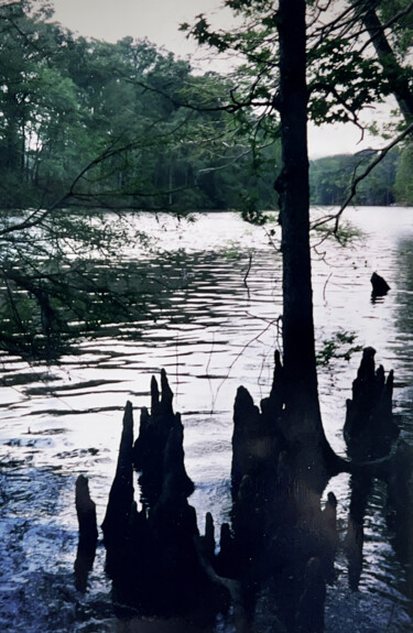 Photographie intitulée "Cypress Array" par Charlotte Daigle, Œuvre d'art originale, Photographie numérique