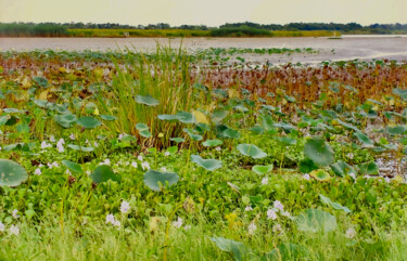 Photographie intitulée "Marsh Flowers" par Charlotte Daigle, Œuvre d'art originale, Photographie numérique