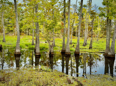 Fotografia intitolato "October on the Bayou" da Charlotte Daigle, Opera d'arte originale, Fotografia digitale