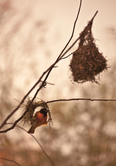 Photography titled "bird with nest" by Charlotte Lincoln, Original Artwork