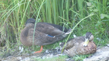 Photography titled "canards colvert 5" by Charlotte Poncin, Original Artwork, Digital Photography