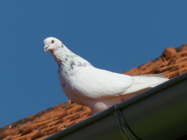 Photography titled "pigeon" by Charlotte Poncin, Original Artwork, Digital Photography