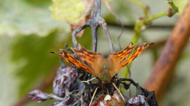 Fotografie mit dem Titel "papillon" von Charlotte Poncin, Original-Kunstwerk, Digitale Fotografie