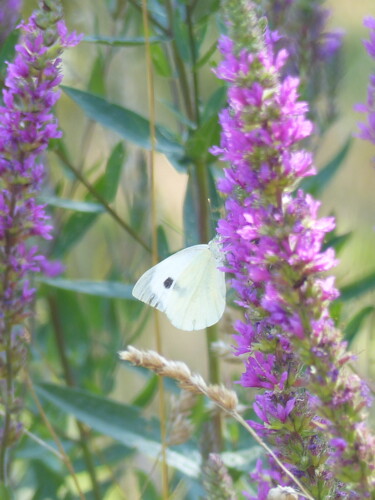 Fotografie mit dem Titel "papillon 4" von Charlotte Poncin, Original-Kunstwerk, Digitale Fotografie