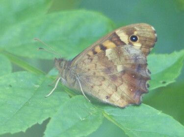Φωτογραφία με τίτλο "papillon 7" από Charlotte Poncin, Αυθεντικά έργα τέχνης, Ψηφιακή φωτογραφία