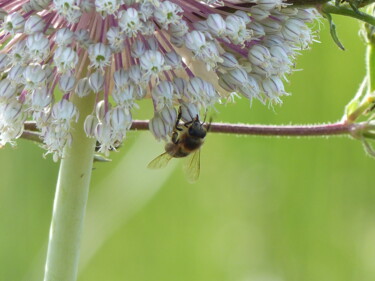 Photography titled "abeille" by Charlotte Poncin, Original Artwork, Digital Photography