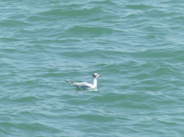 Fotografía titulada "mouette railleur" por Charlotte Poncin, Obra de arte original, Fotografía digital