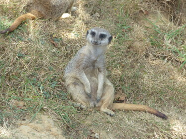 Photography titled "suricate" by Charlotte Poncin, Original Artwork, Digital Photography