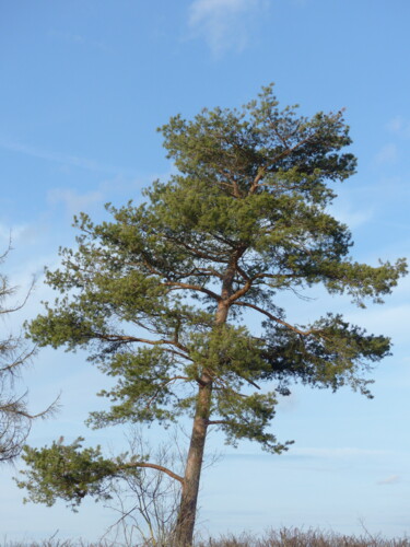 Photographie intitulée "sapin" par Charlotte Poncin, Œuvre d'art originale, Photographie numérique