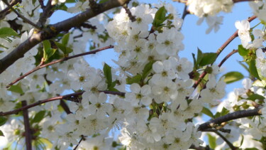 Photographie intitulée "fleurs de cerisier 3" par Charlotte Poncin, Œuvre d'art originale, Photographie numérique