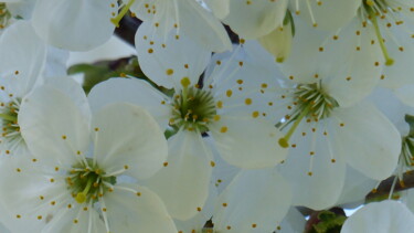 Photographie intitulée "fleurs de cerisier 7" par Charlotte Poncin, Œuvre d'art originale, Photographie numérique