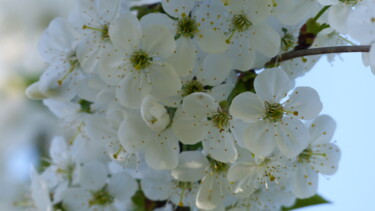 Photographie intitulée "fleurs de cerisier 8" par Charlotte Poncin, Œuvre d'art originale, Photographie numérique