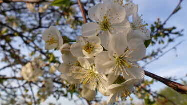 Photographie intitulée "fleurs de cerisier…" par Charlotte Poncin, Œuvre d'art originale, Photographie numérique