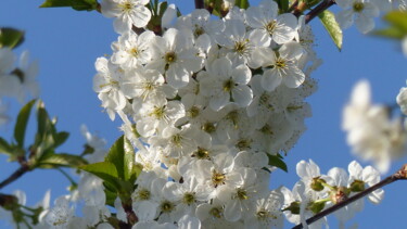 Photographie intitulée "fleurs de cerisier…" par Charlotte Poncin, Œuvre d'art originale, Photographie numérique