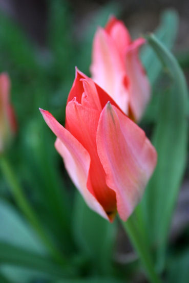 Photography titled "Unopened Tulip" by Cheryl Townsend, Original Artwork