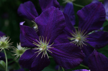 Photography titled "Purple Clematis" by Cheryl Townsend, Original Artwork