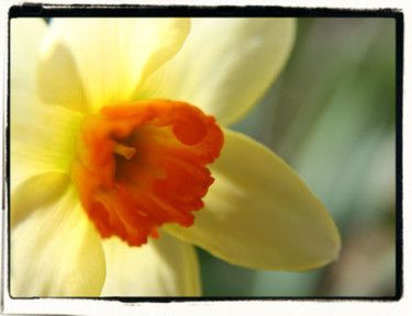 Photography titled "Daffodil 96" by Cheryl Townsend, Original Artwork