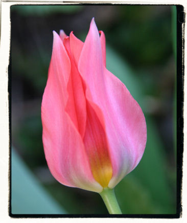 Photography titled "Tulip 1239" by Cheryl Townsend, Original Artwork