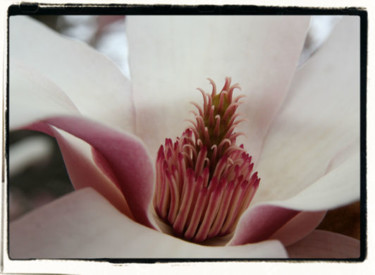 Photography titled "Magnolia 1365" by Cheryl Townsend, Original Artwork