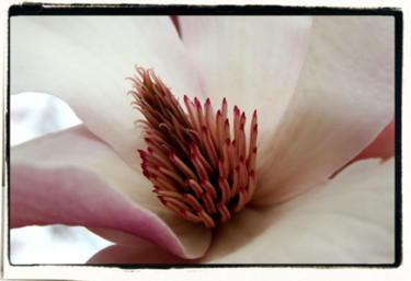 Photography titled "Magnolia 1367" by Cheryl Townsend, Original Artwork