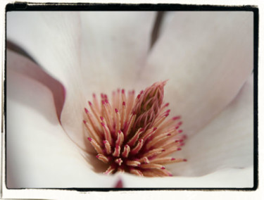 Photography titled "Magnolia 1443" by Cheryl Townsend, Original Artwork