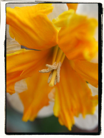 Photography titled "Daffodil 142" by Cheryl Townsend, Original Artwork