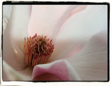 Photography titled "Magnolia 93" by Cheryl Townsend, Original Artwork