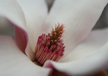 Photography titled "Magnolia 113" by Cheryl Townsend, Original Artwork