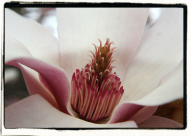 Photography titled "Magnolia 119" by Cheryl Townsend, Original Artwork