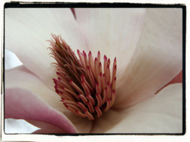 Photography titled "Magnolia 121" by Cheryl Townsend, Original Artwork
