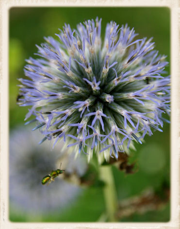 Photography titled "Globe Thistle" by Cheryl Townsend, Original Artwork