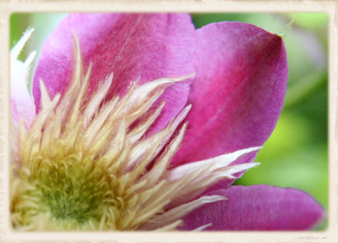 Photography titled "Clematis 2345" by Cheryl Townsend, Original Artwork