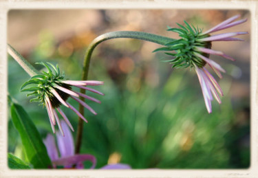 Photography titled "Echinacea 085" by Cheryl Townsend, Original Artwork