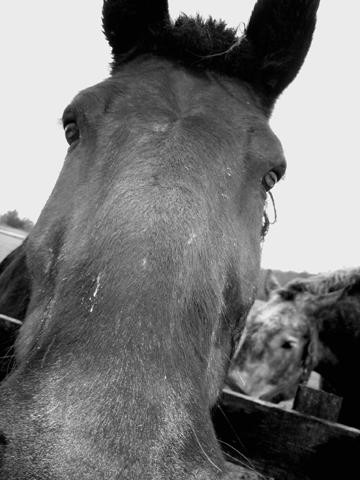 Photography titled "Hello Horsey" by Cheryl Townsend, Original Artwork