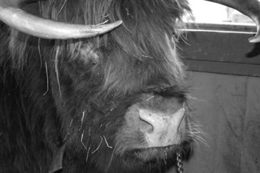 Photography titled "Hairy Cow" by Cheryl Townsend, Original Artwork